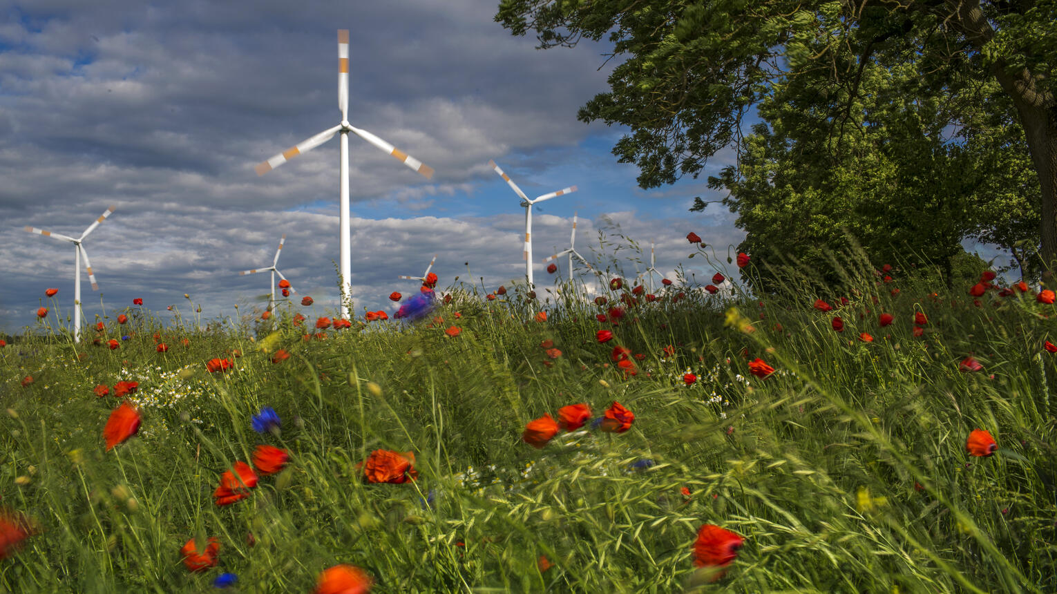 Ein Windrad vor blauem Himmel, im Vordergrund eine blühende Feldwiese mit rotem Mohn.