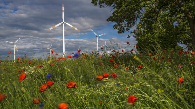 Ein Windrad vor blauem Himmel, im Vordergrund eine blühende Feldwiese mit rotem Mohn.