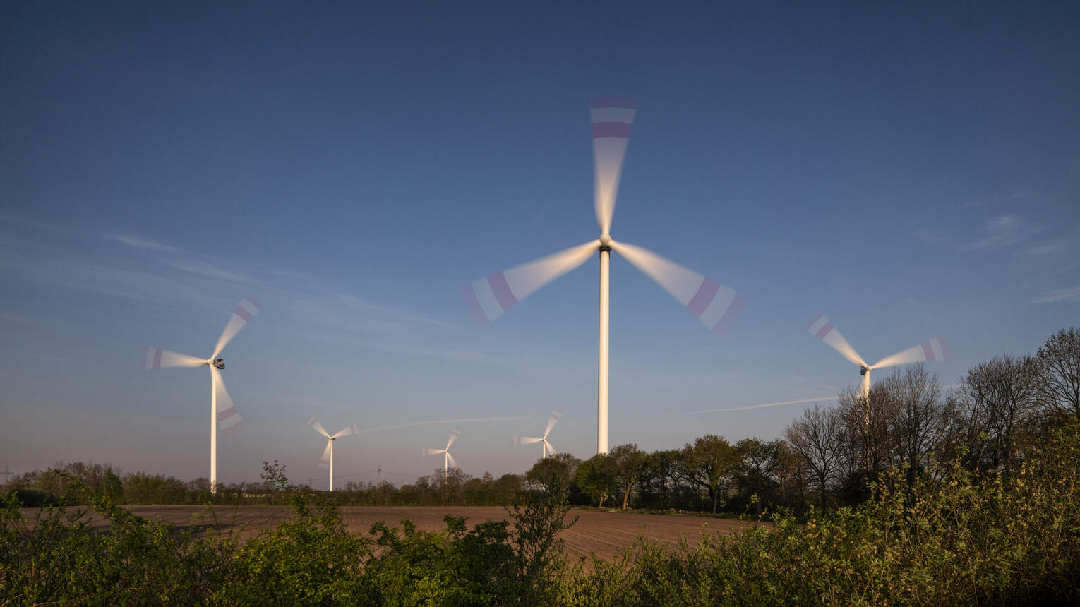 Mehrere weiße Windräder mit roten Streifen an den Rotorblättern stehen auf goldgelben Feldern, im Vordergrund Bäume.